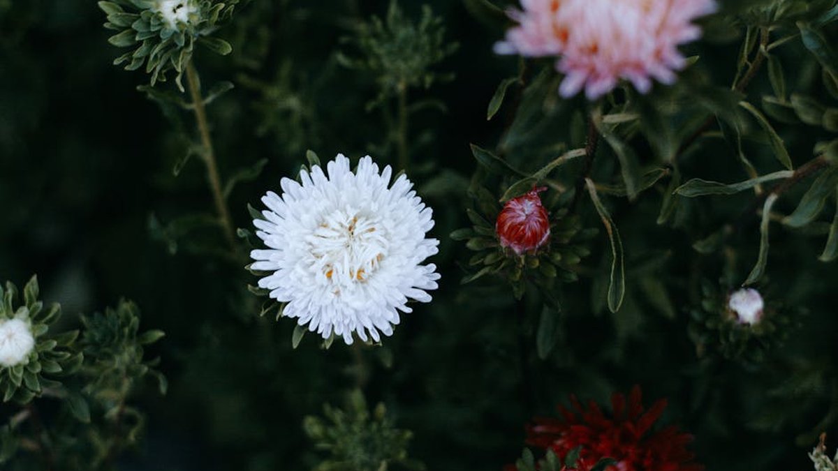 Vibrant close-up of white and red asters in full bloom, showcasing natural beauty.